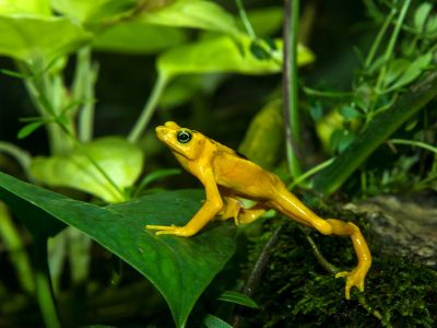 One of the species Stewart captured on audio is the Panamanian Golden Frog, a once-common species now rarely seen in the wild.