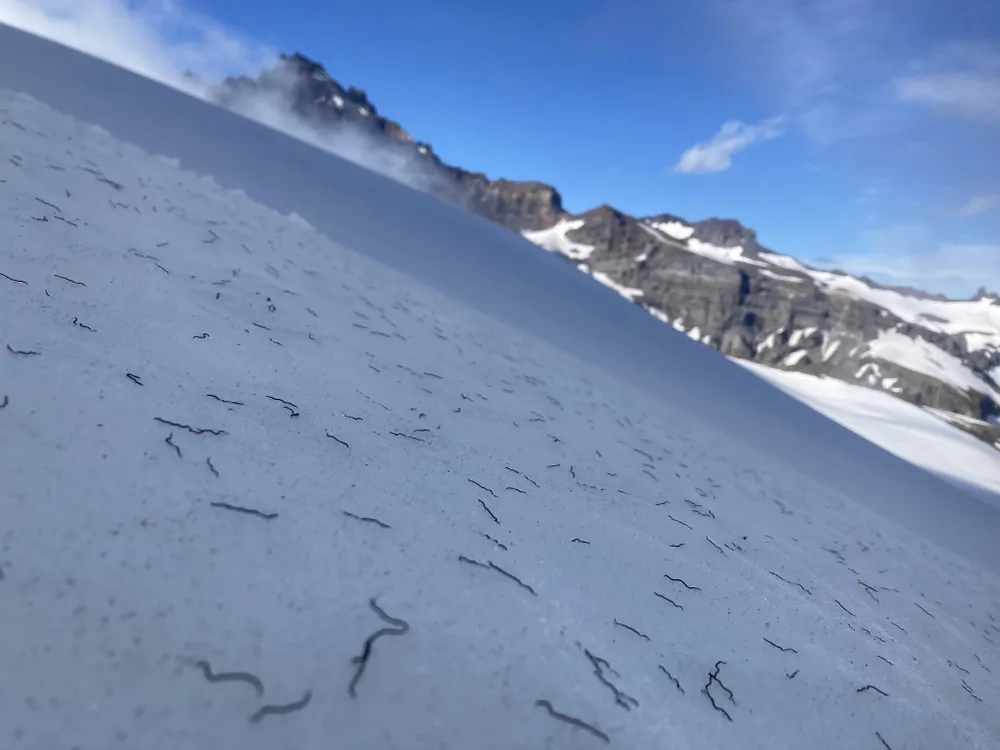 iceworms on a glacier