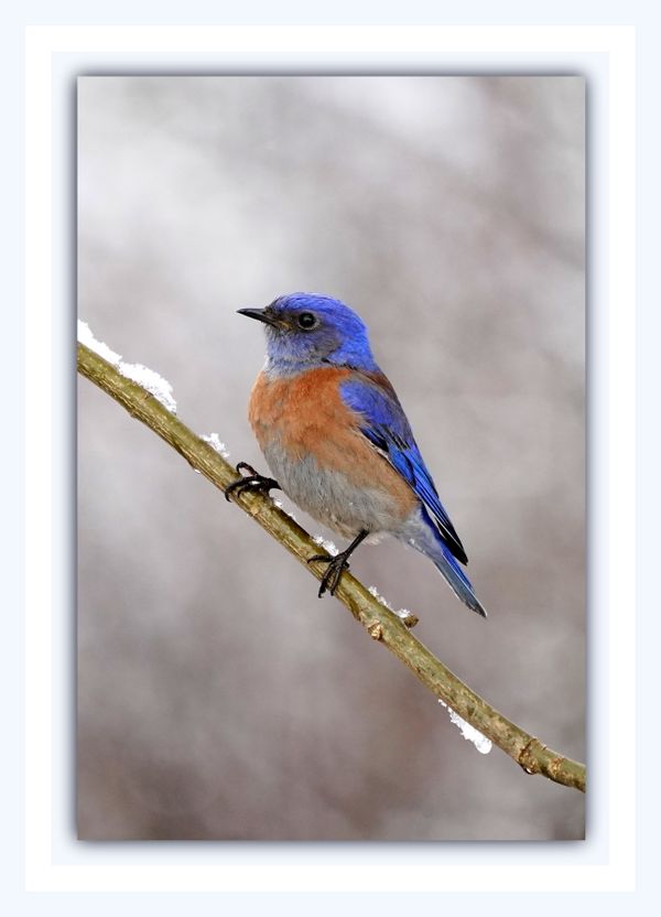 Male Western Bluebird thumbnail