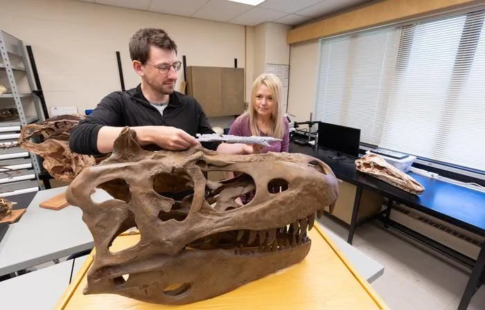 a man measuring a fossil dinosaur head with a female researcher standing behind