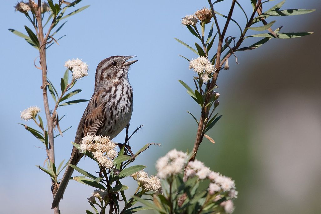 A male song sparrow singing in a tree