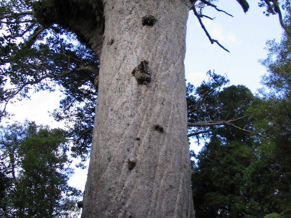 Tane Mahuta in the Waipoua Kauri Forest