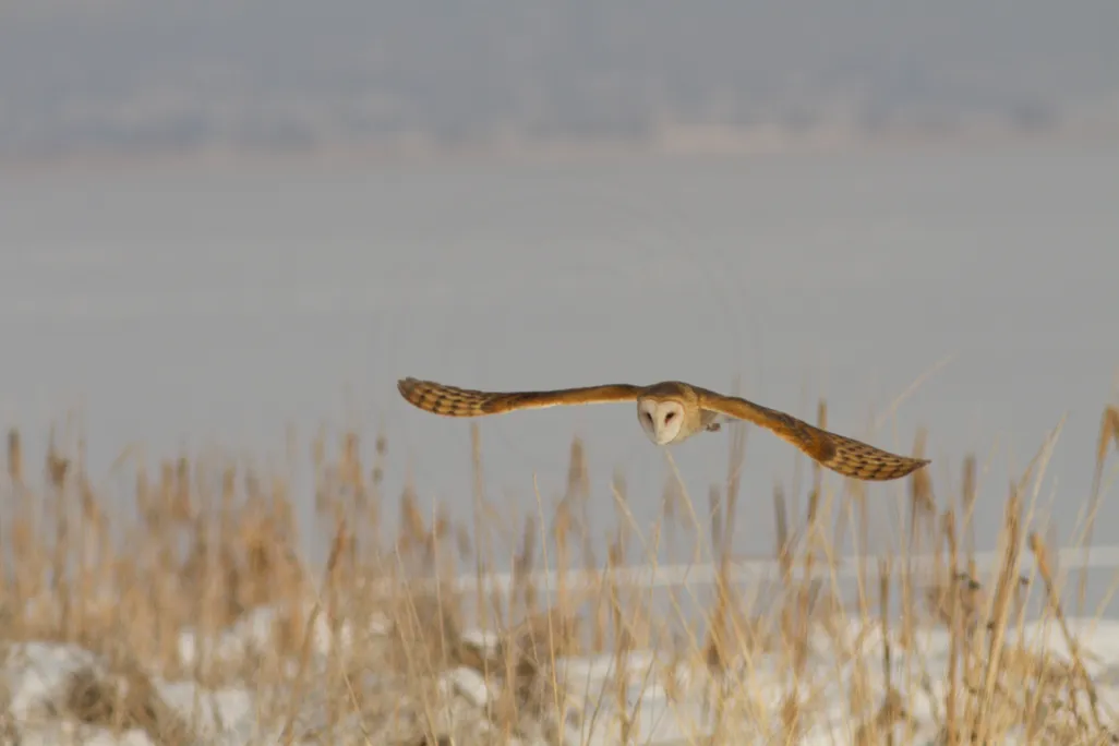 An owl in mid-flight over a field in winter