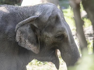 Happy, an Asian Elephant Who Demonstrated That Her Species Might Be Self-Aware, Dies at 55 at the Bronx Zoo image