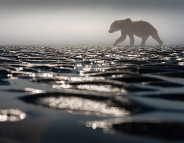 Walking on Liquid Light thumbnail