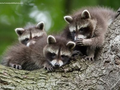 Jan Piecha earned a spot as a finalist&nbsp;with their picture of three young raccoons, titled&nbsp;&quot;Secrets.&quot;&nbsp;