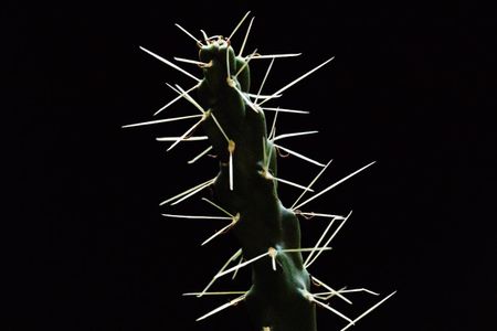 The cholla plant’s prickly proclivities actually serve a reproductive purpose