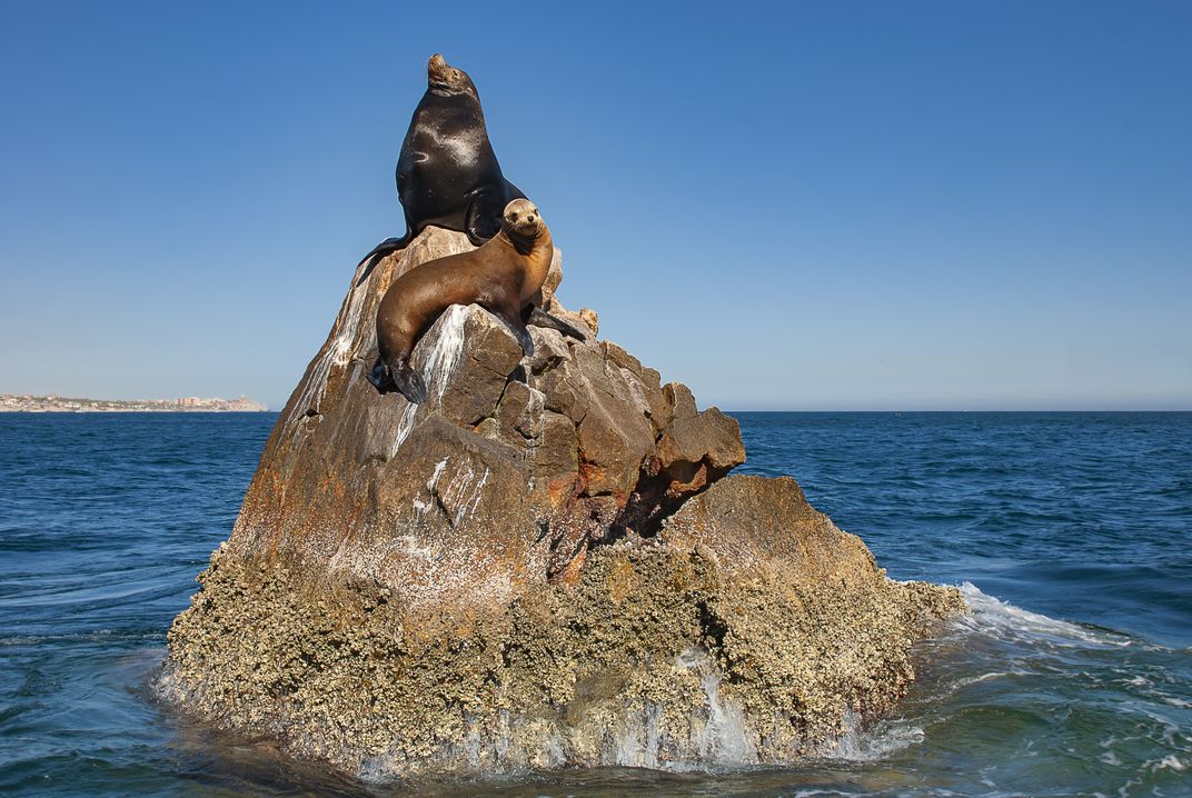 Sea Lions on a rock in Baja, Mexico