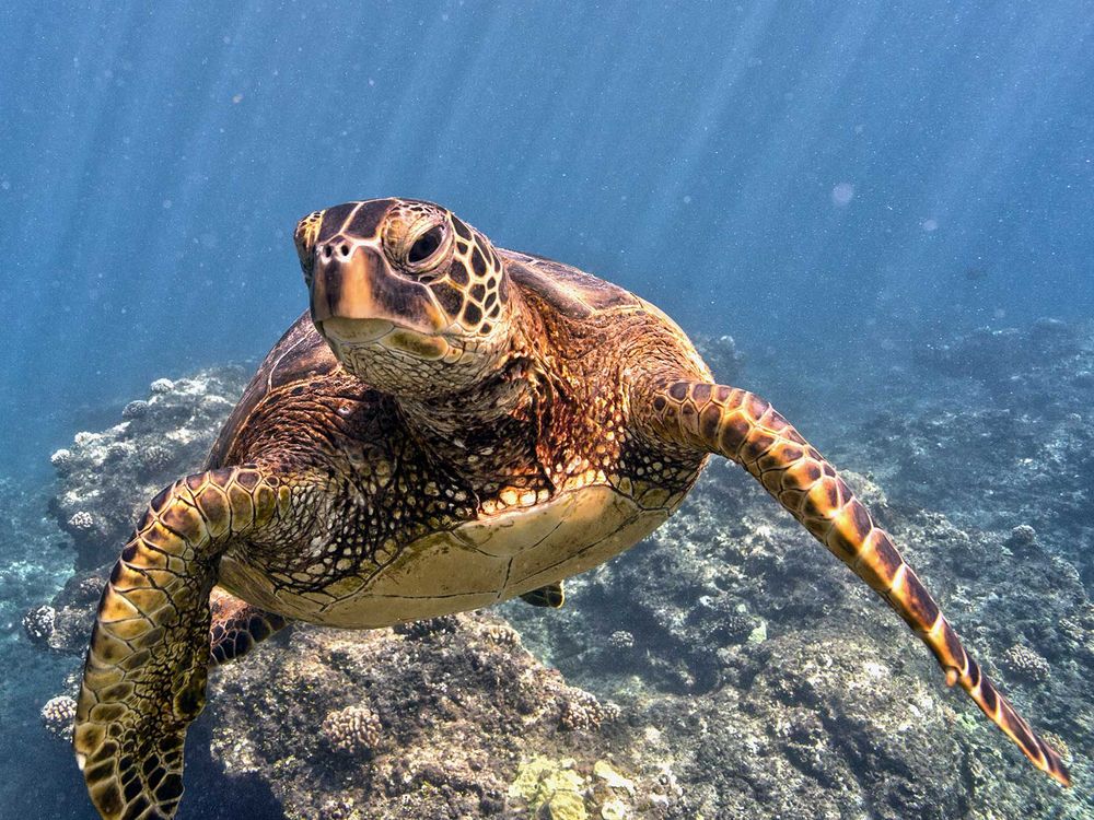 Green Sea Turtle