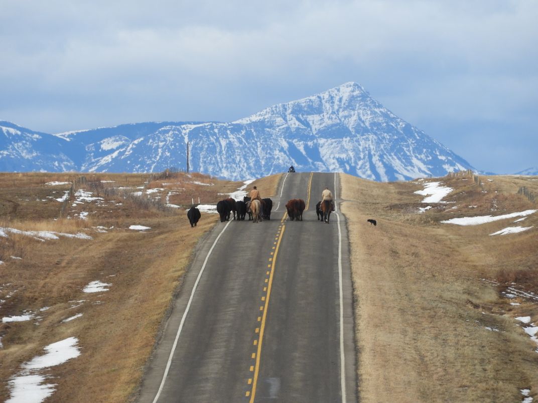 Bison in Road