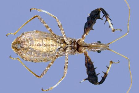Get a good look at Sinea incognita, a newly recognized species of assassin bug.