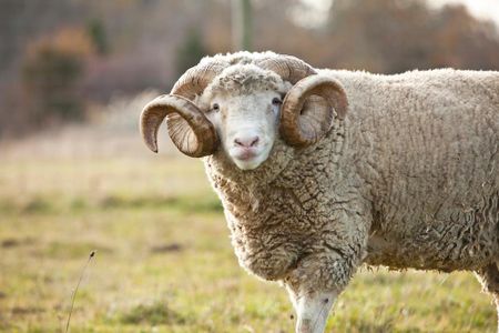 Dorset Horn sheep are one of eight heritage livestock breeds currently living at SVF. The gene bank currently contains 30 breeds.