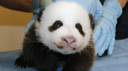 The panda cam is back, meaning you can once again watch the baby panda to your heart’s content.