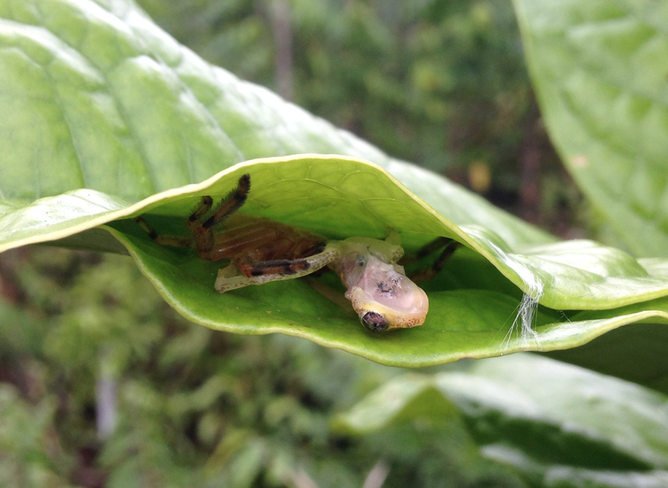 An image showing two leaves bound together like a pocket. Inside, a spider lurks behind into dinner, a small dead frog