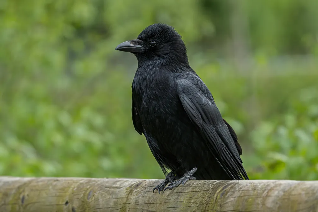 Large black bird perched against a green backdrop