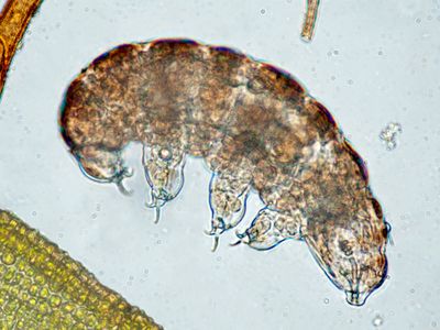 "Tardigrades are definitely not the almost indestructible organism,” says Ricardo Neves.