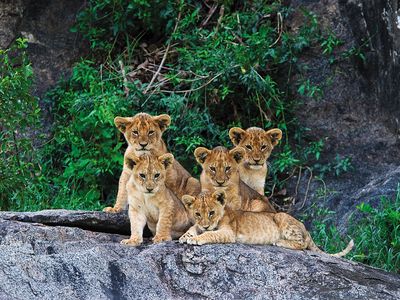 Tanzania Safari: A Family Journey