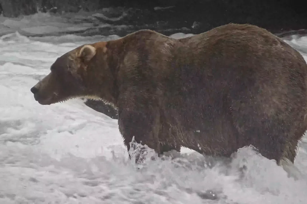 A large bear standing in a waterway