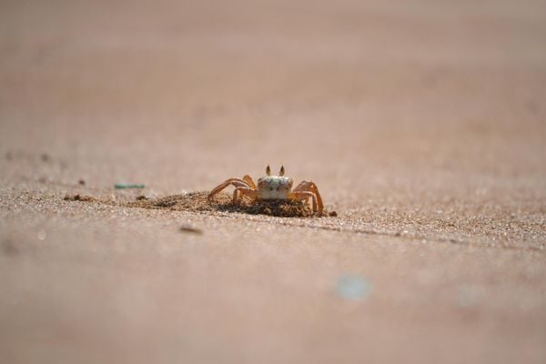 Sandy Crab thumbnail