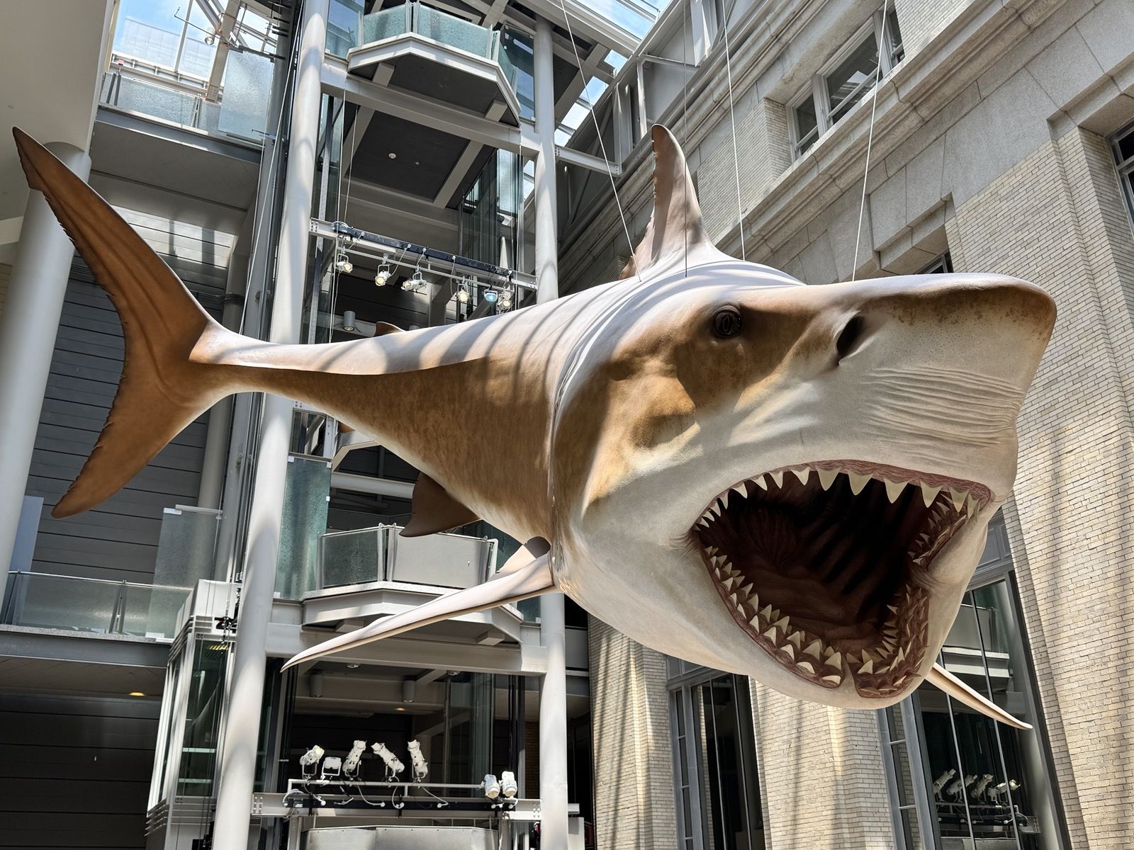 Massive, Ancient Sharks: Unveiling the Secrets Behind Their Gigantic Growth