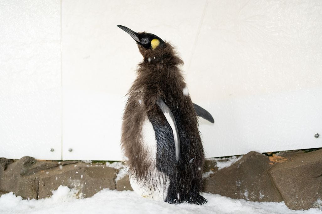 Pesto stretching his wings showing his scruffy feathers