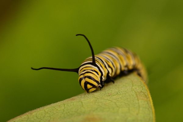 Monarch Caterpillar Dreaming of Being a Butterfly thumbnail