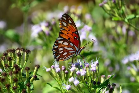 The Gulf fritillary butterfly is one of many that call the sanctuary home.