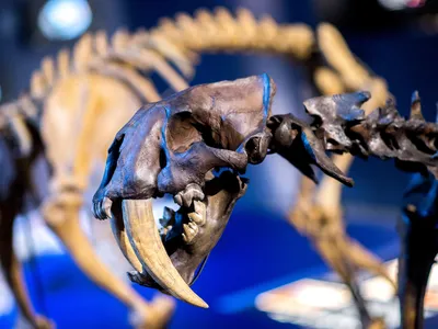 A model of the Smilodon fatalis skeleton (right) on display as part of a special exhibition in Sch&ouml;ningen, Germany, on April 12, 2017