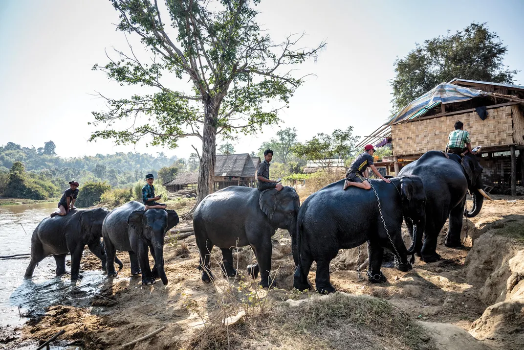 A group of elephants at the Myaing Hay Wun Camp in Myanmar.