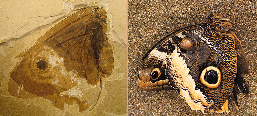 butterfly fossil