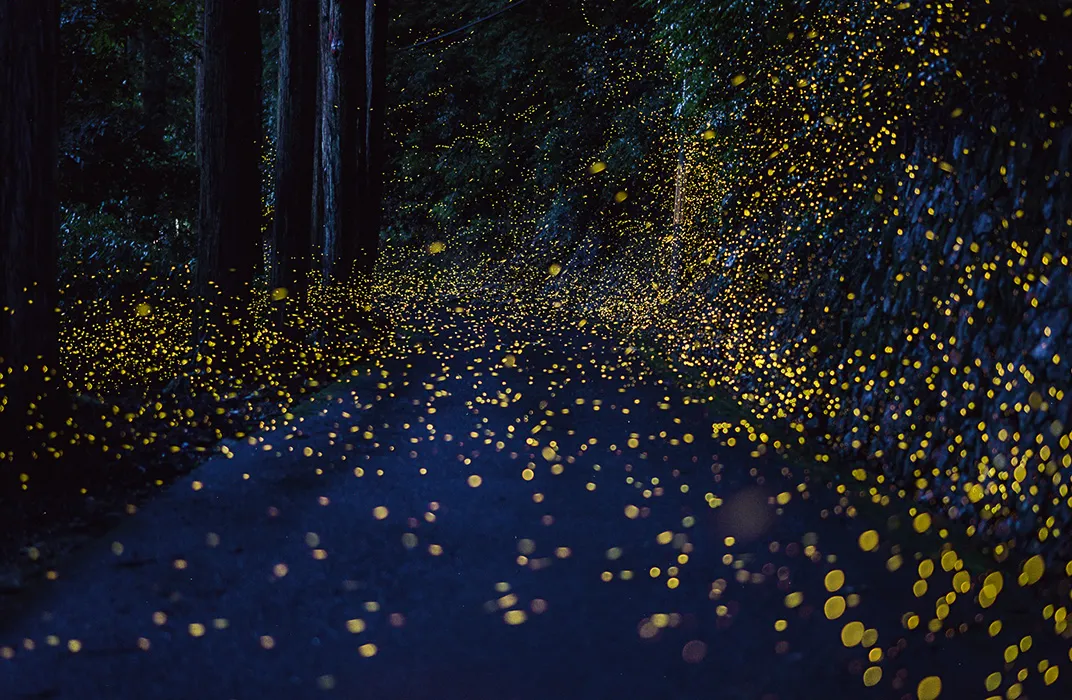 The Beautiful Flight Paths of Fireflies | Science| Smithsonian Magazine