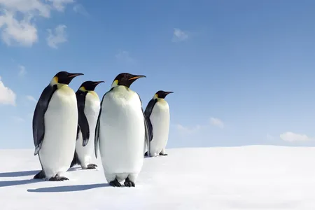 No one knows exactly how many Emperor penguins are left in Antarctica. 