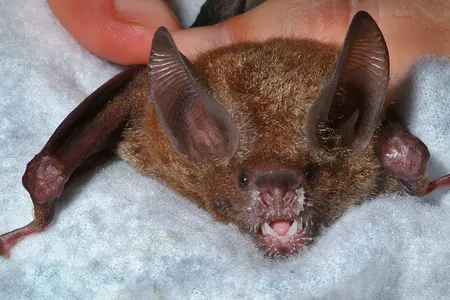 A frog-eating bat