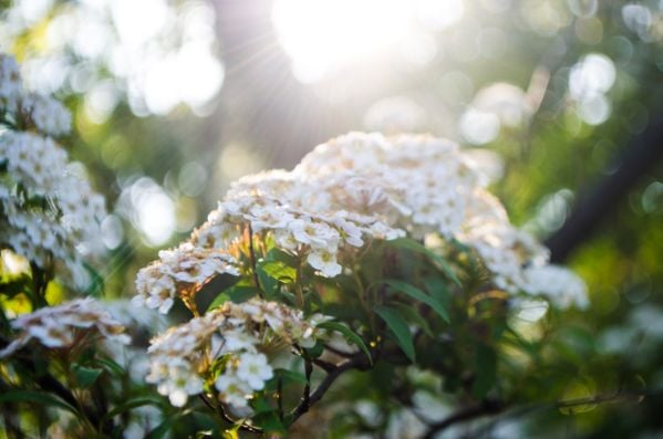 White flowers blooms in the Sun thumbnail