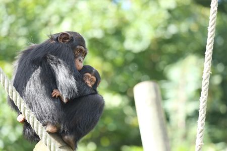 Chimpanzees and bonobos may have the longest social memory of any non-human animal.