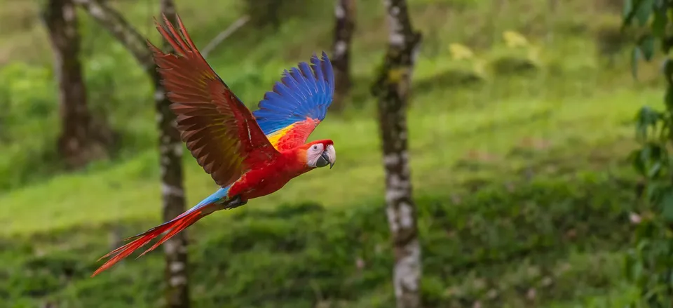  Red macaw 
