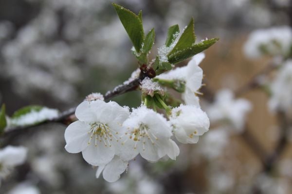 Apple Blossoms Shrouded in Snow thumbnail