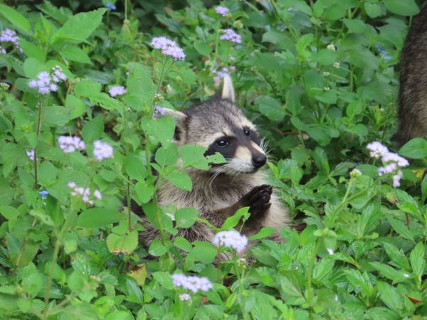 Raccoon amidst the Flowers thumbnail