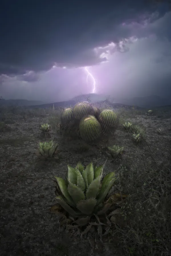 Agave with Biznaga Cactus Under the Storm thumbnail