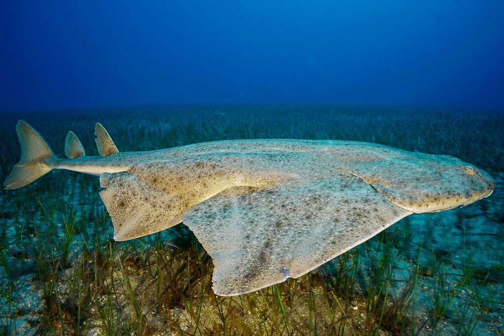 Angelshark Swimming