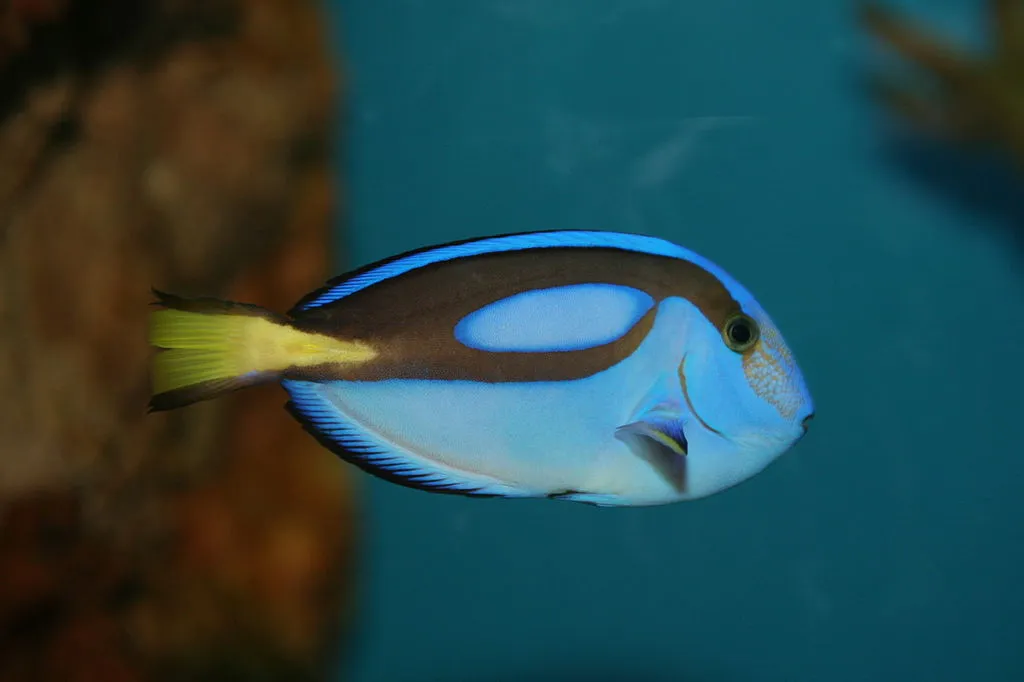 Blue Tang