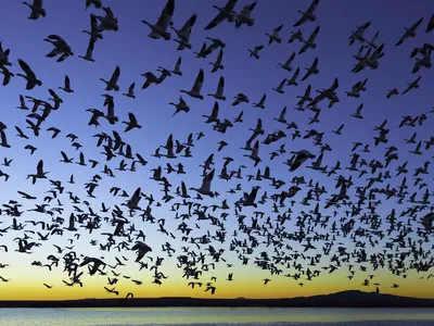 Thousands of migratory birds, including snow geese, sandhill cranes and ducks make Bosque del Apache National Wildlife Refuge in New Mexico their fall and winter home.