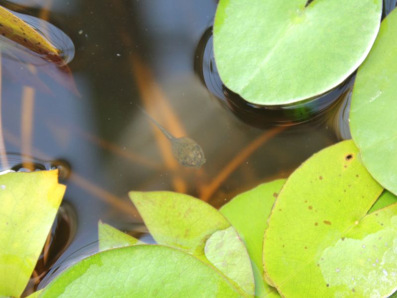 A tadpole in a pond | Smithsonian Photo Contest | Smithsonian Magazine