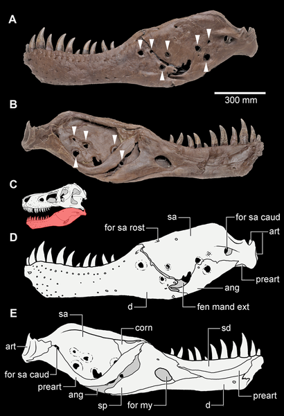 20110520083309tyrannosaurus-sue-jaw.png