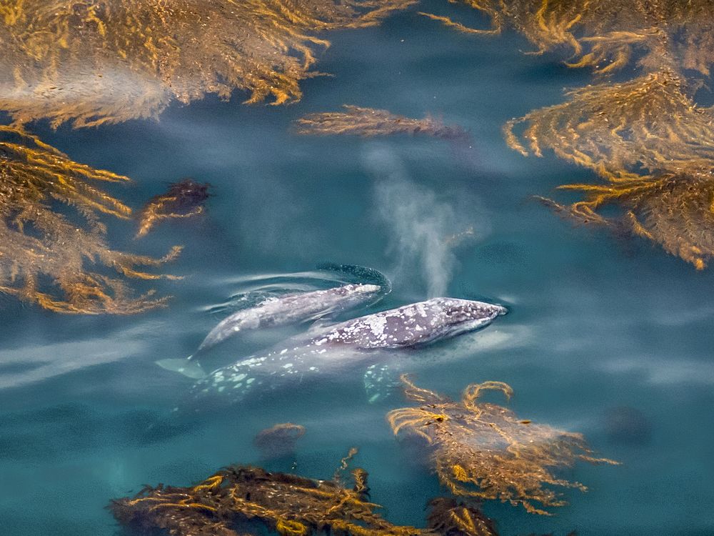 Gray Whales in the Kelp Forest | Smithsonian Photo Contest | Smithsonian  Magazine