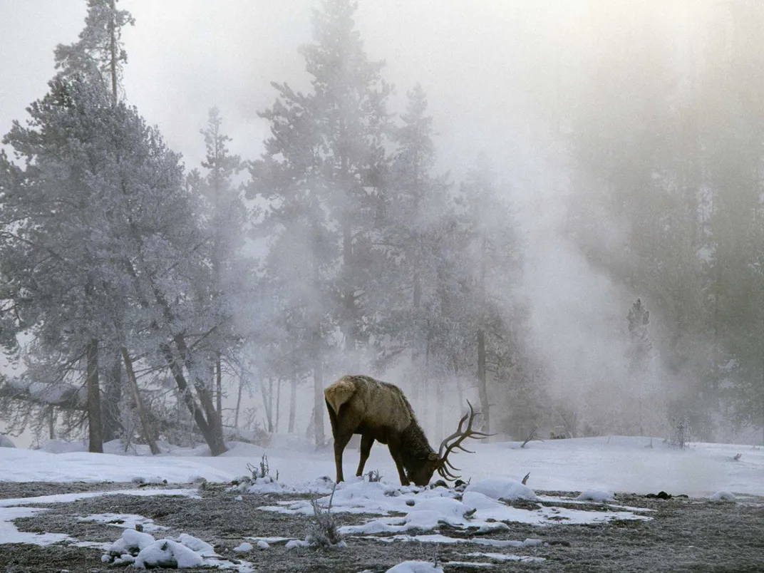 Elk Grazing in Winter in Yellowstone