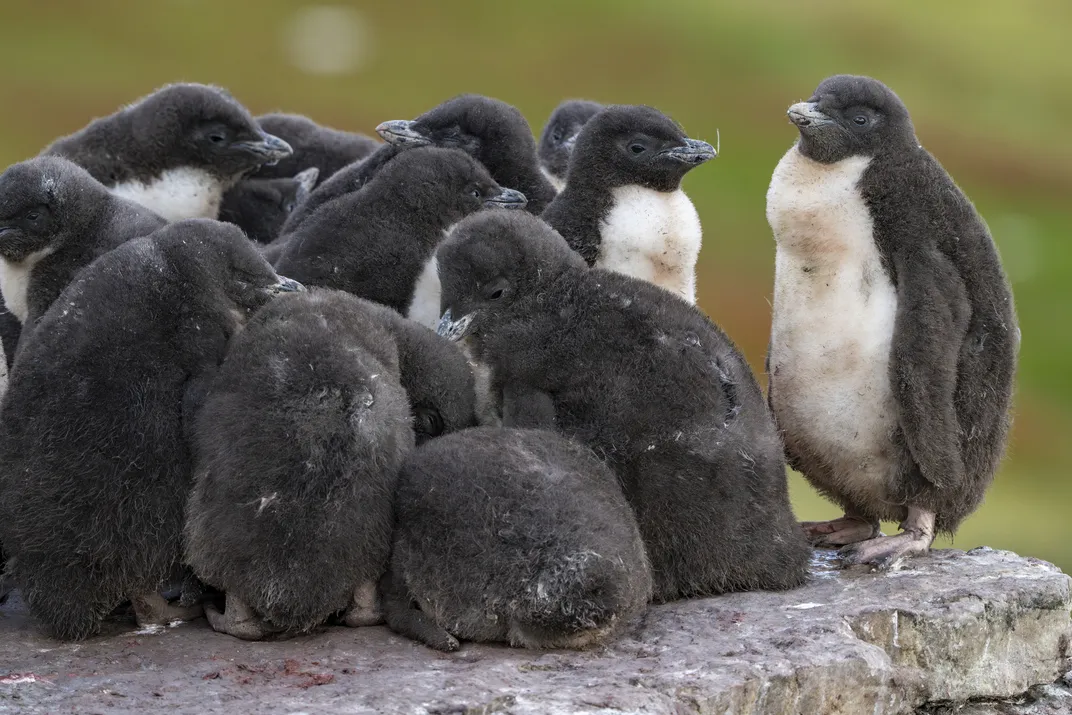 Chicks at Murrell Farm. They begin to crèche at around four weeks, spending their days in groups outside the nest while both parents forage.