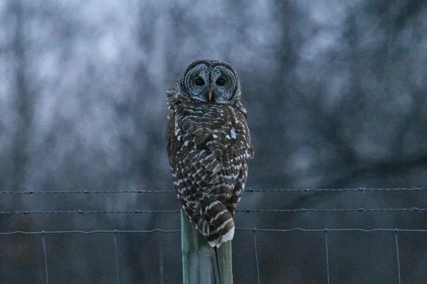 Barred Owl, Eastern Iowa thumbnail