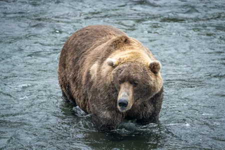 Photographed on September 14, 2022, 480 Otis is the reigning 2021 Fat Bear Week champion.
