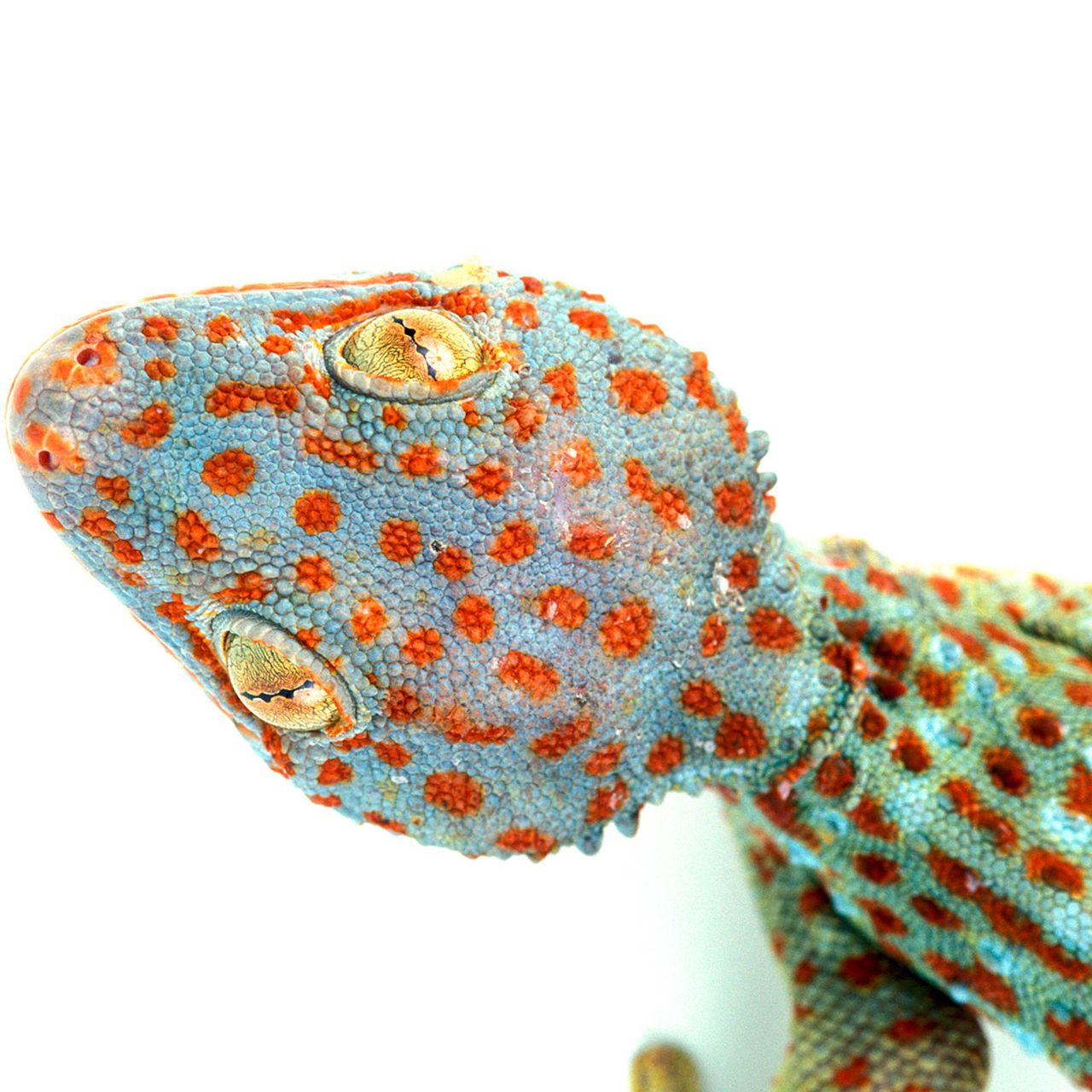 Rarest Reptile Collection